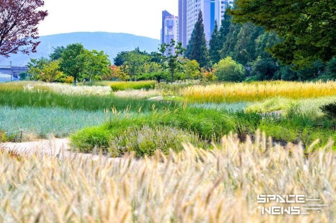가을의 정취 물씬 태화강그라스정원(전경)