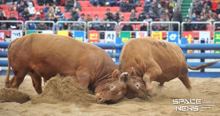 2025년 청도군 전국 민속 소싸움대회 개최