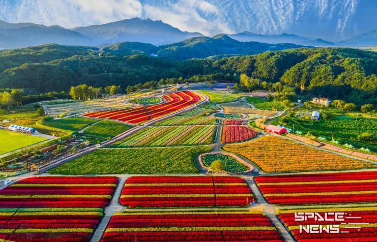 2025 가을, 고석정 꽃밭 화려한 계절의 마침표 찍다