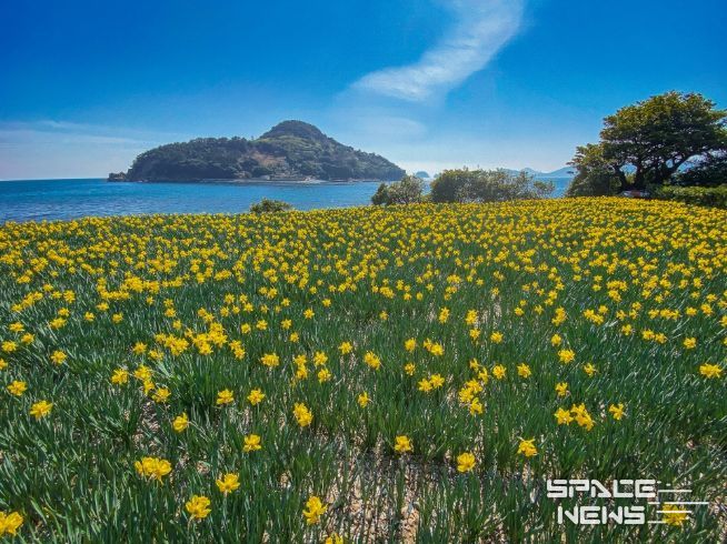 (거제)공곶이수선화